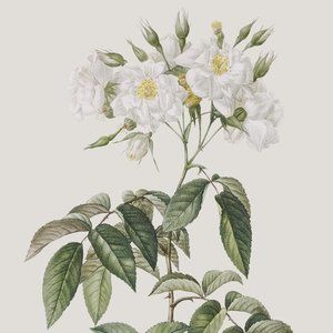 Meet your Posher, Lindsay